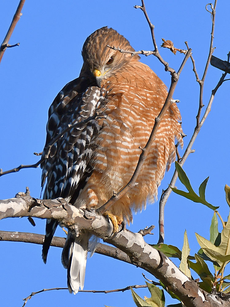 Hawk.jpg