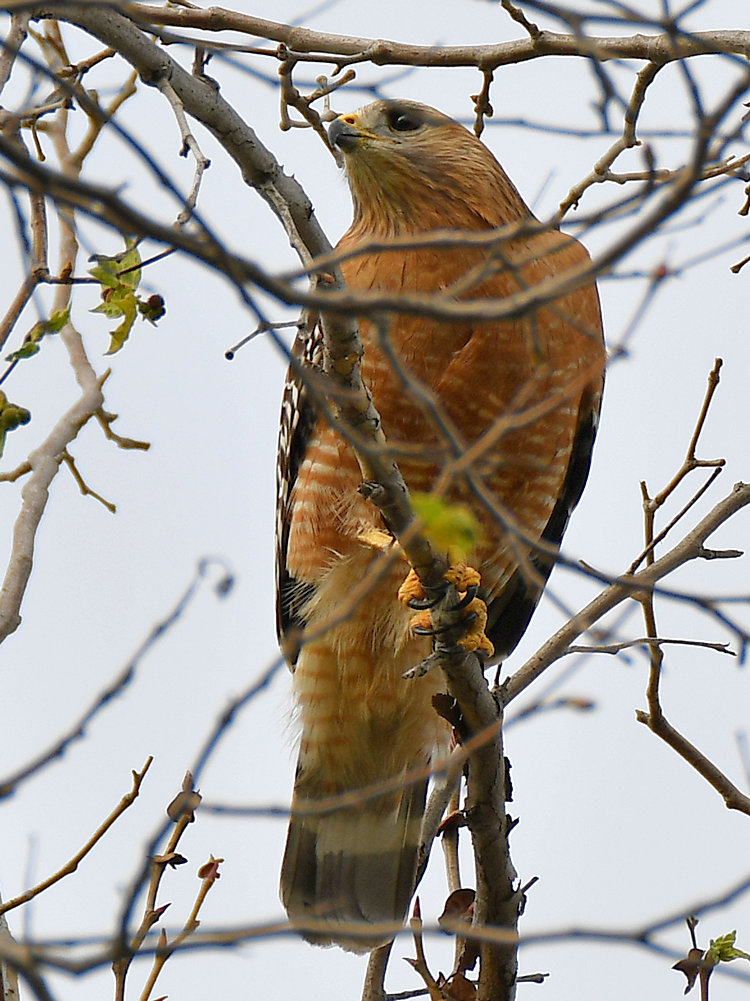 Hawk.jpg