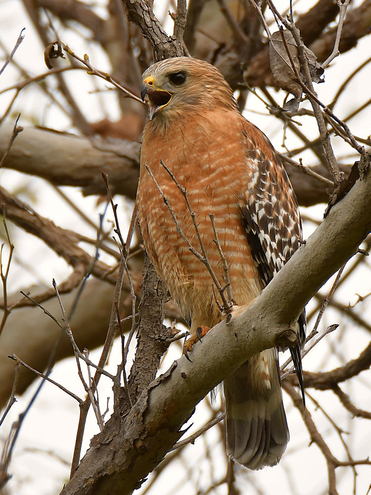 Hawk.jpg