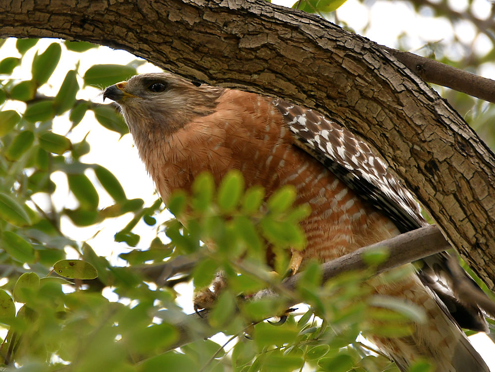 Hawk.jpg