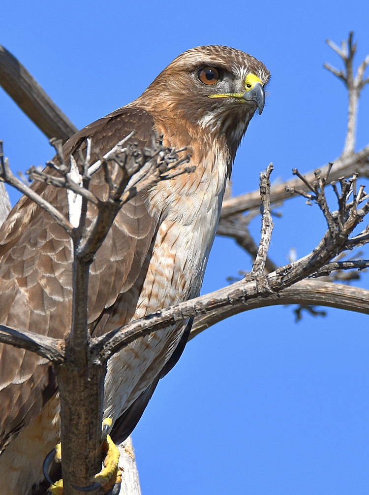 Hawk.jpg