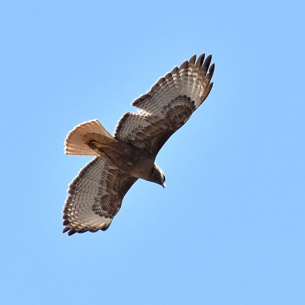 Hawk.jpg