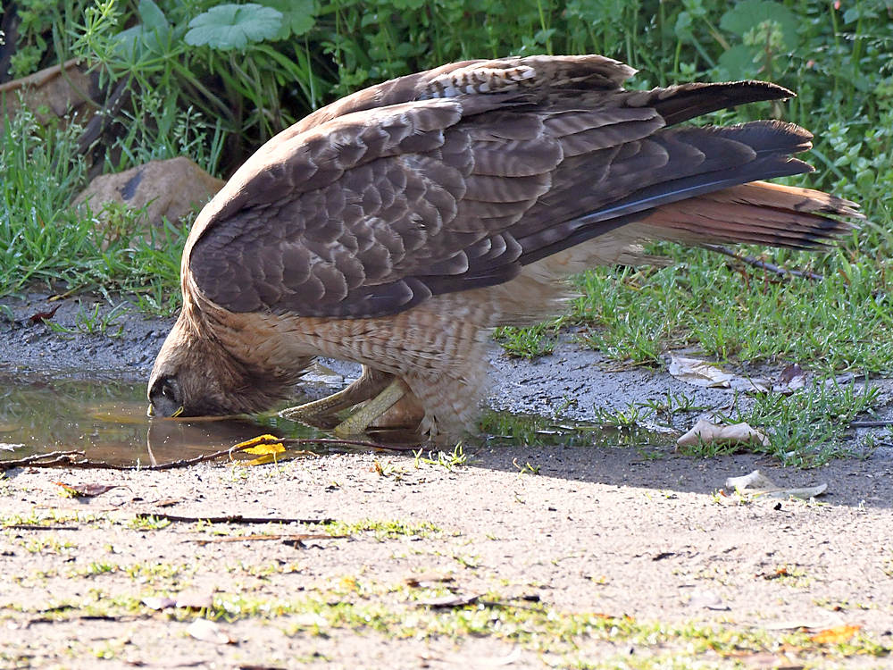 Hawk.jpg