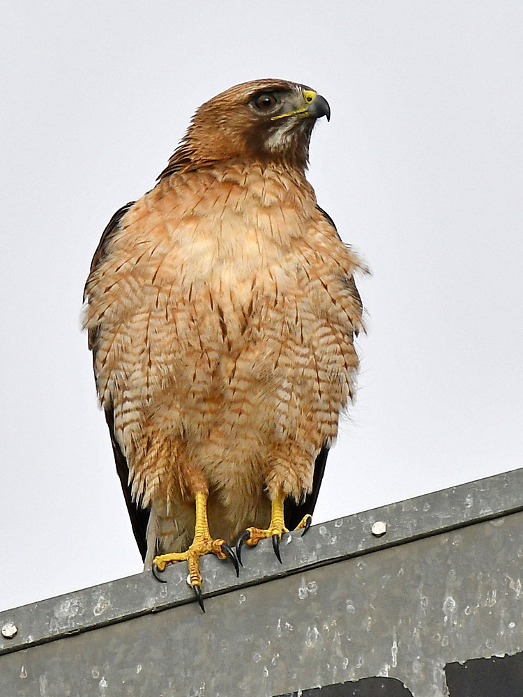 Hawk.jpg