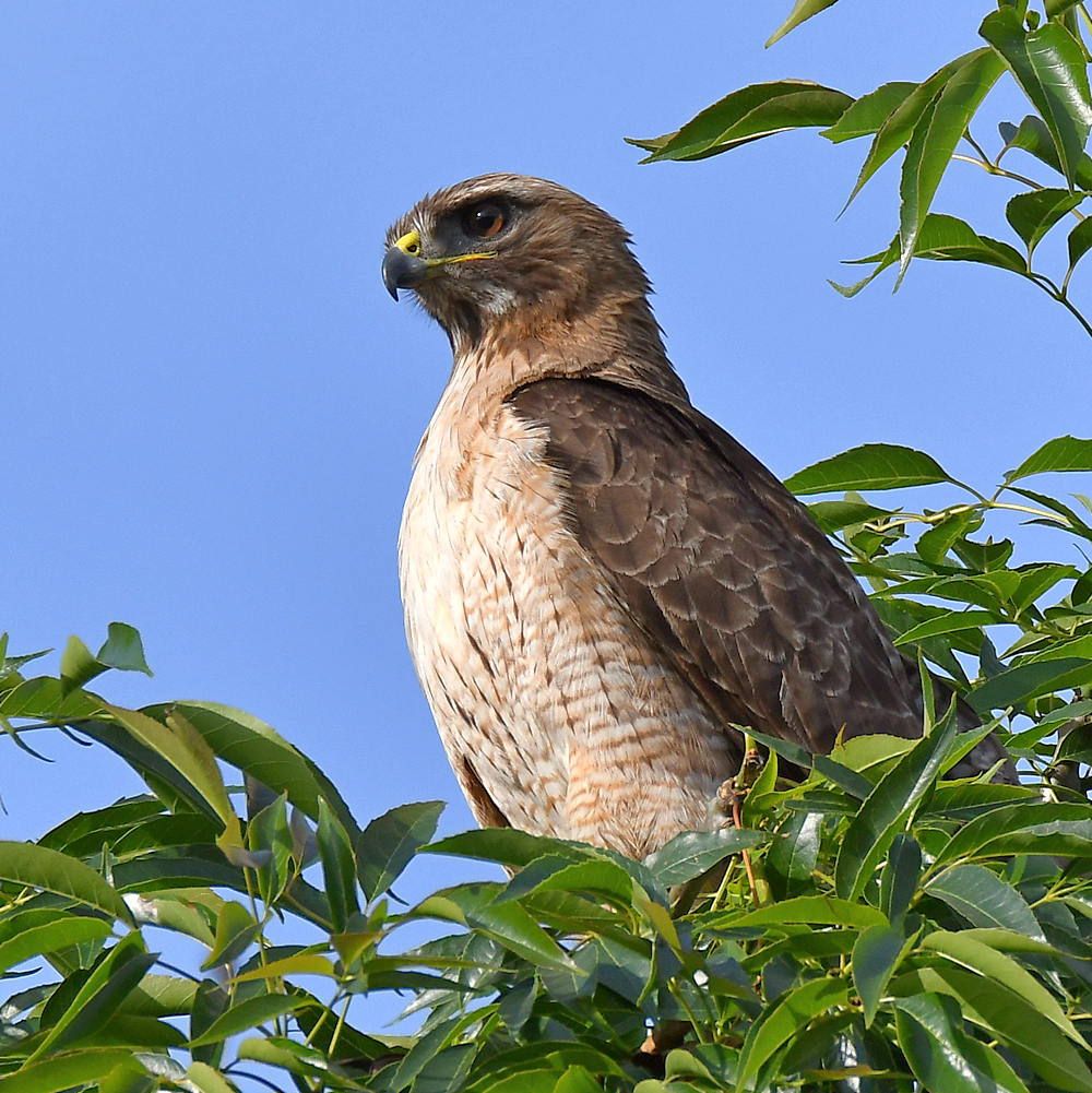 Hawk.jpg