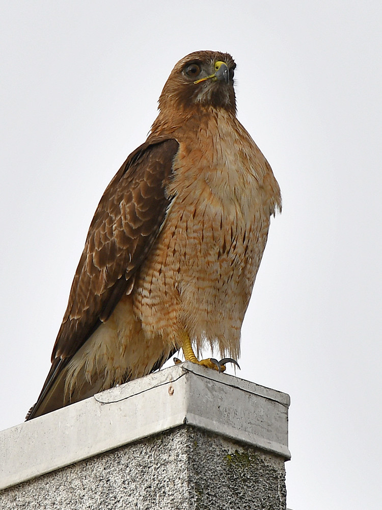 Hawk.jpg