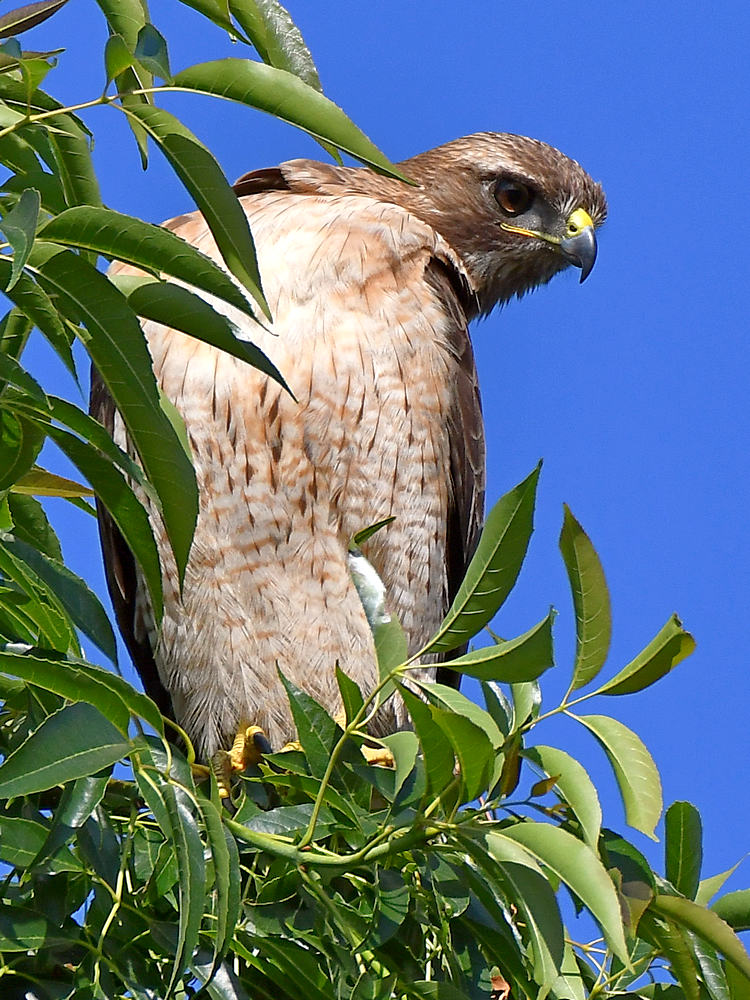 Hawk.jpg