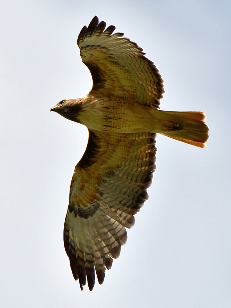 Hawk.jpg
