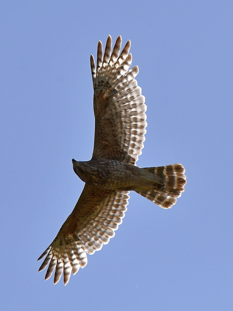 Hawk.jpg