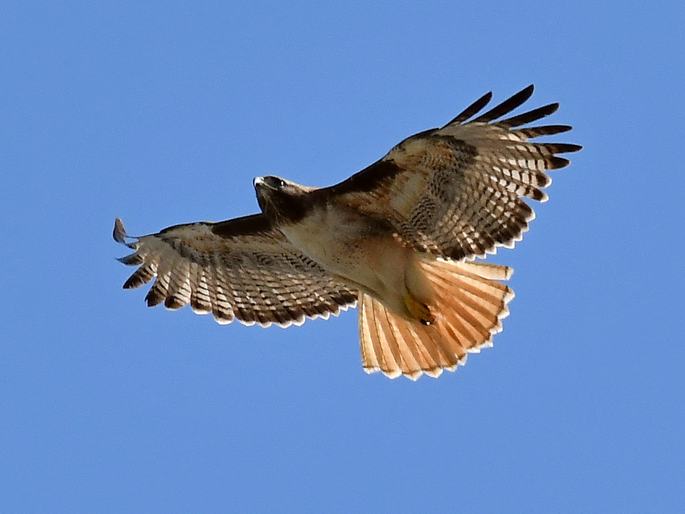 Hawk.jpg