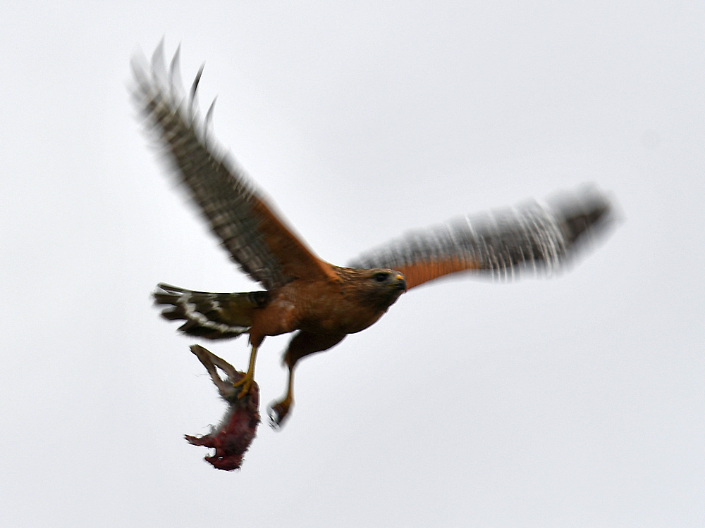 Hawk.jpg