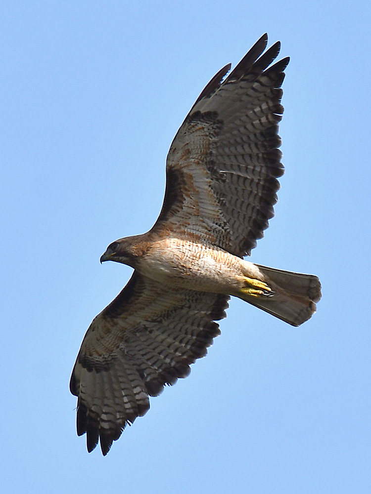 Hawk.jpg