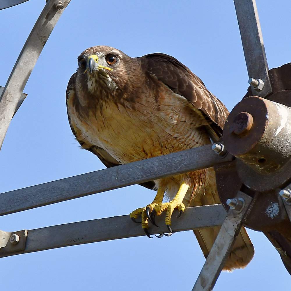 Hawk.jpg
