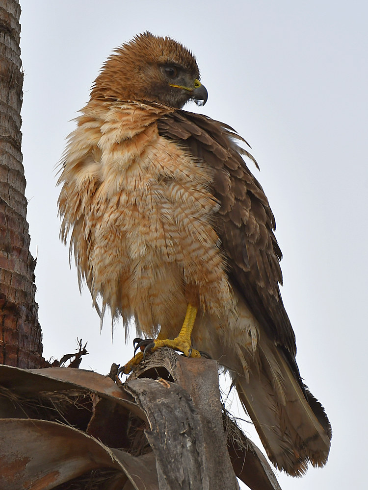 Hawk.jpg