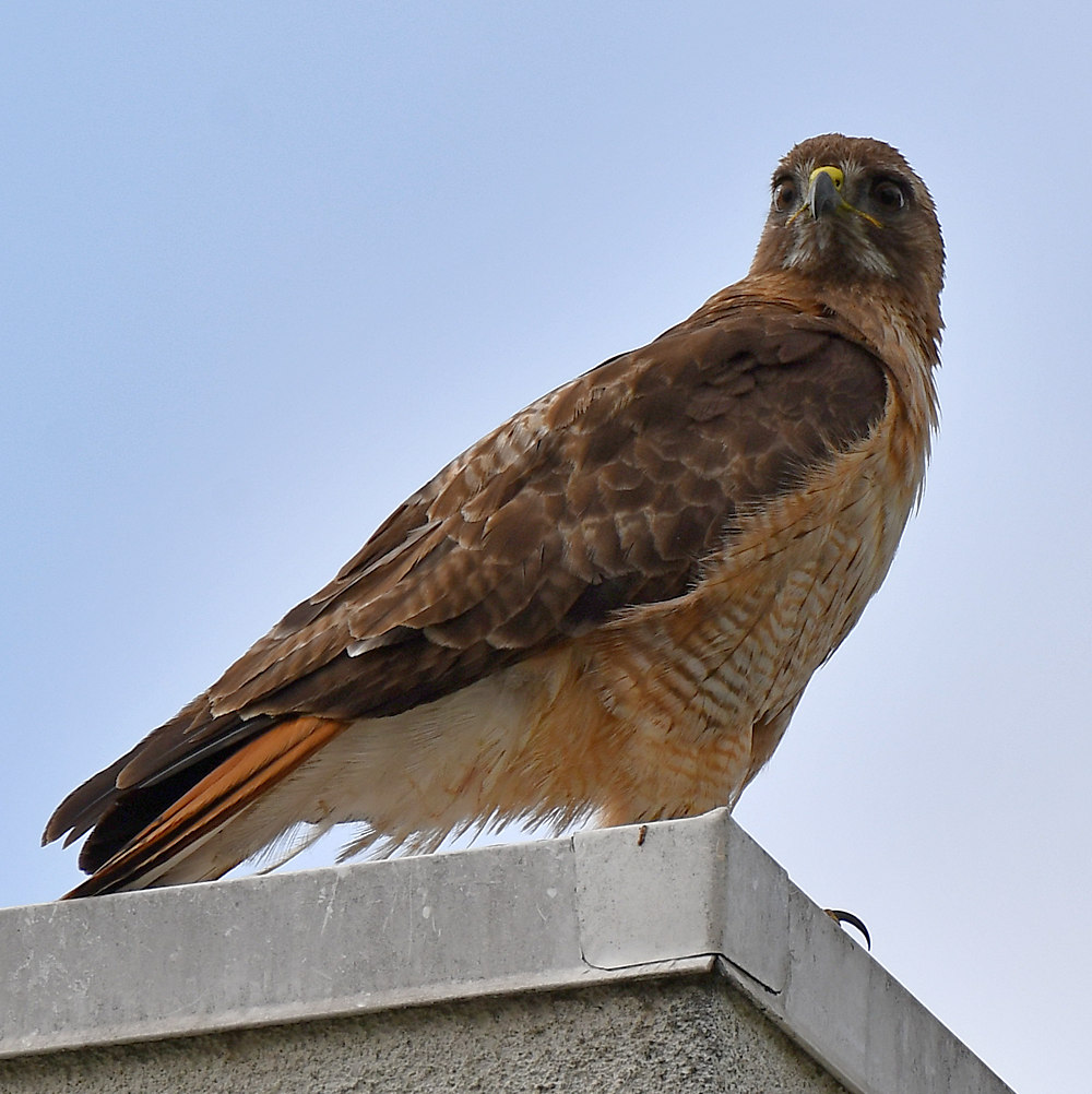 Hawk.jpg
