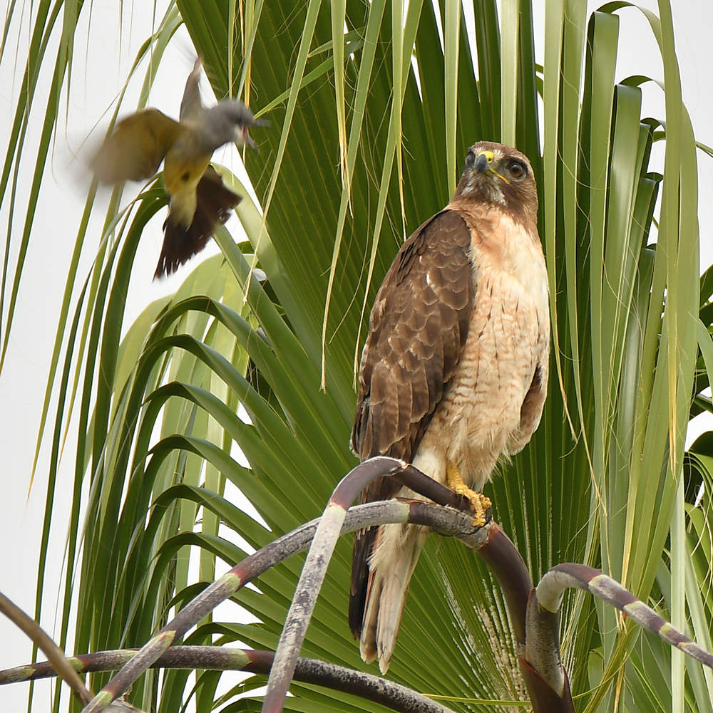 Hawk.jpg