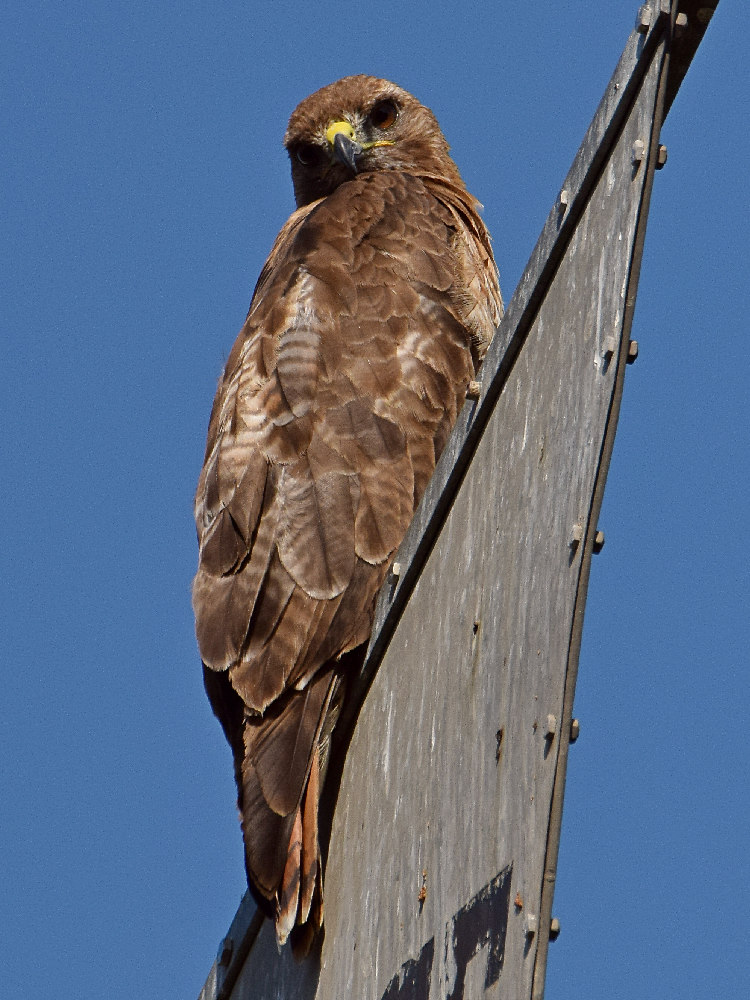 Hawk.jpg