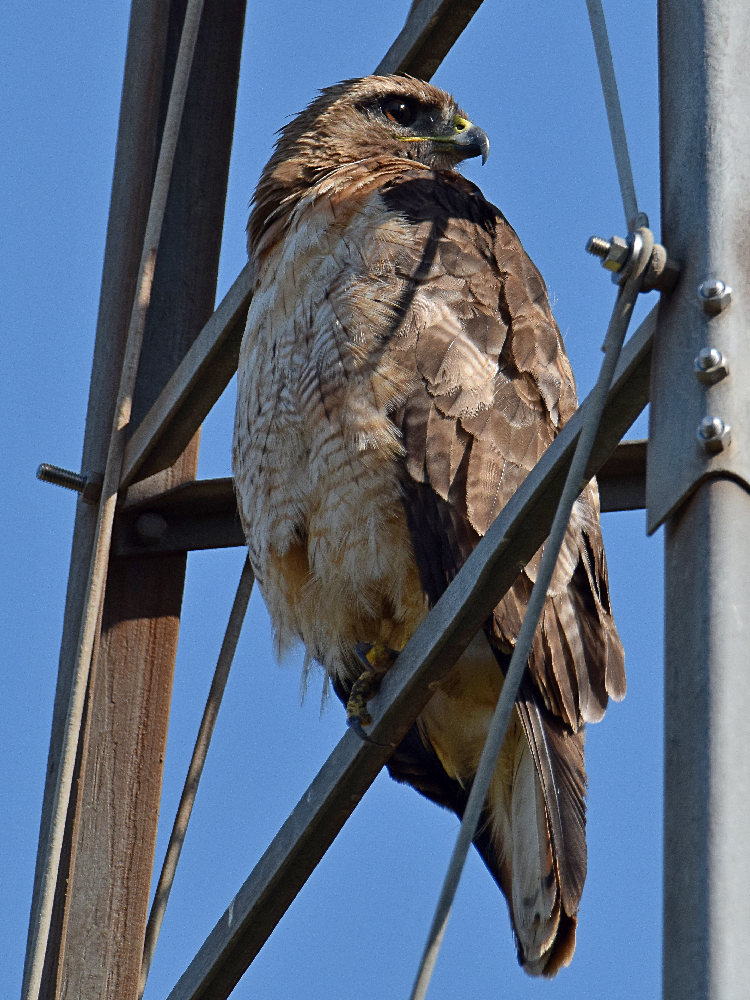Hawk.jpg