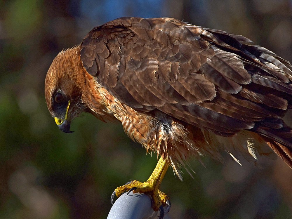 Hawk.jpg