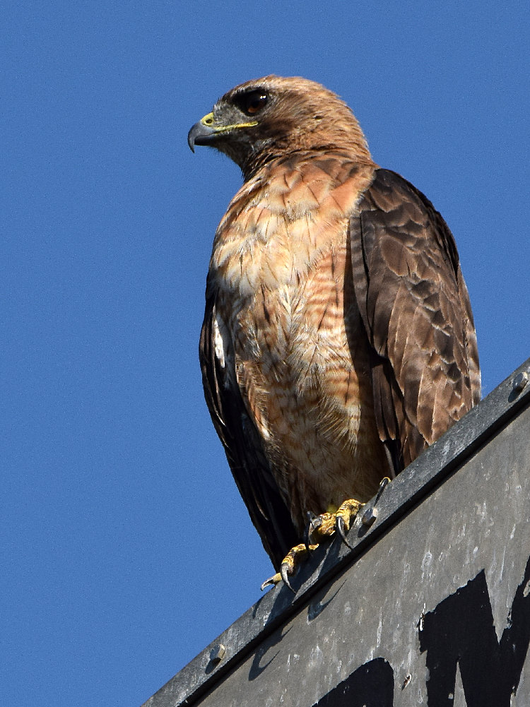 Hawk.jpg