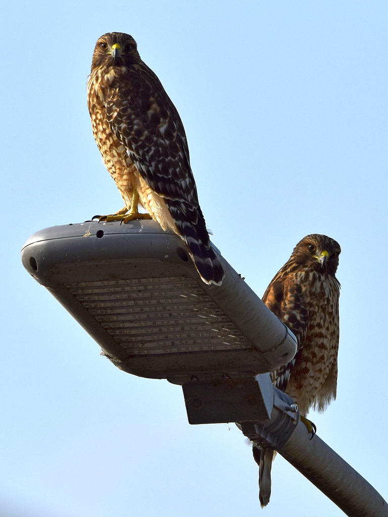 Hawk.jpg