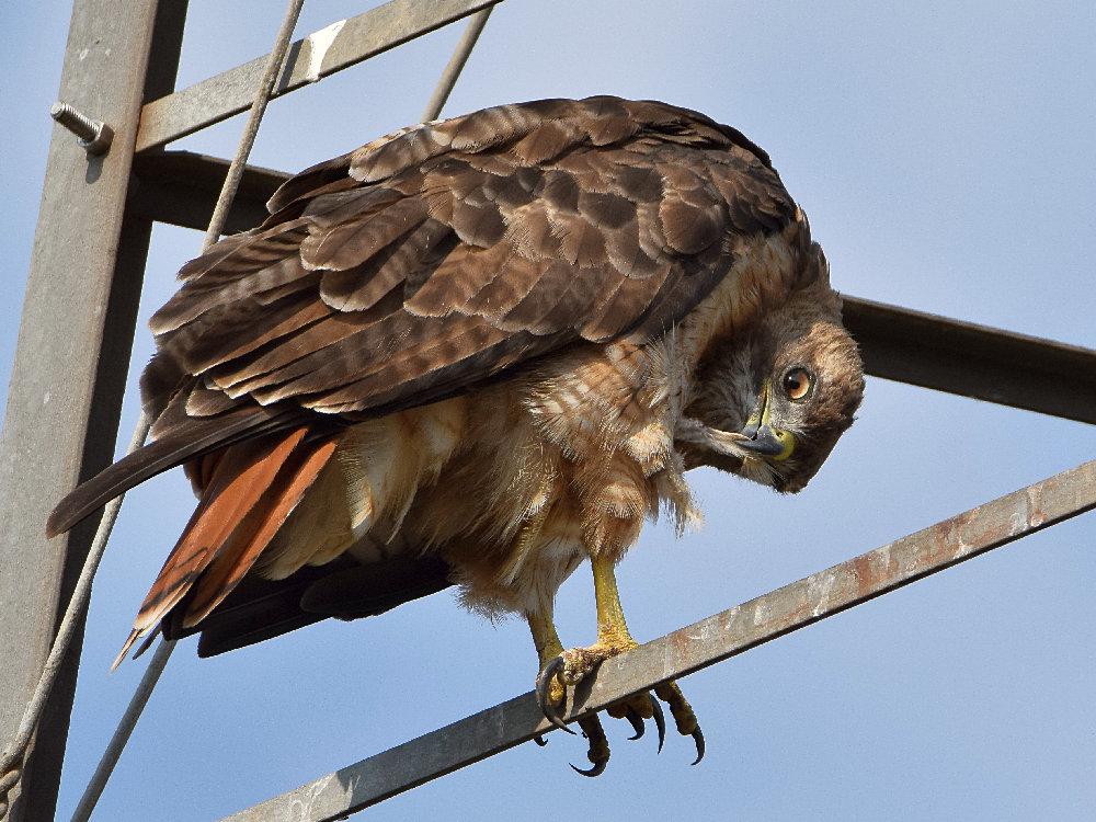 Hawk.jpg