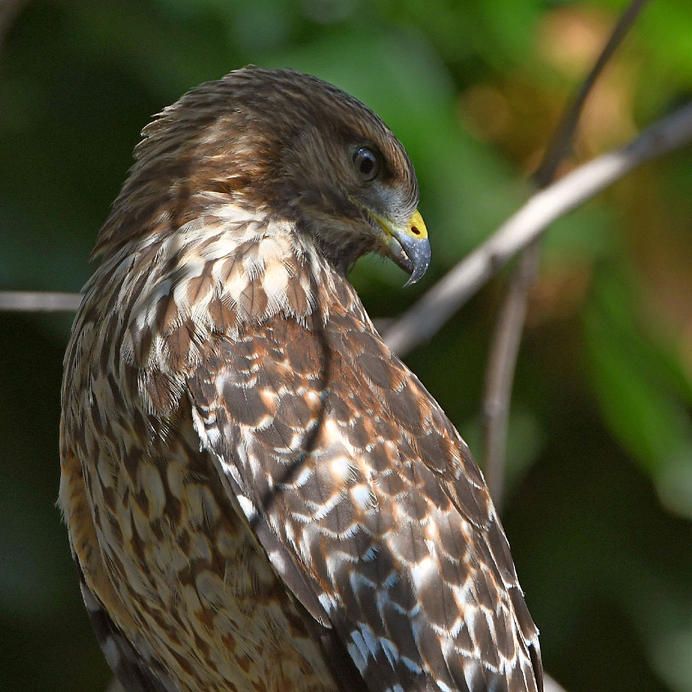 Hawk.jpg