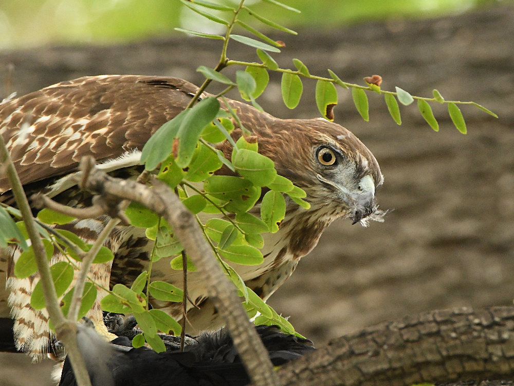 Hawk.jpg