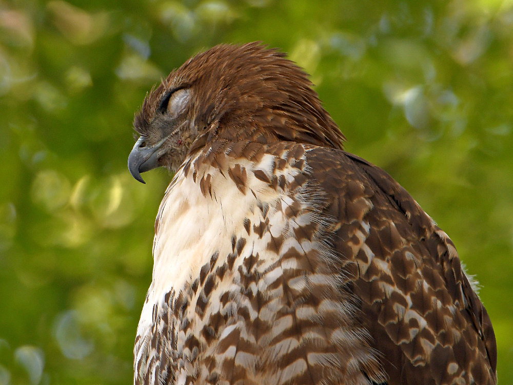 Hawk.jpg