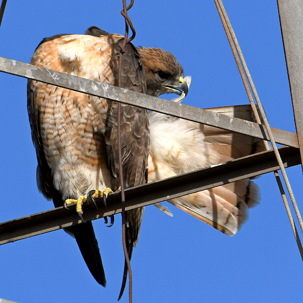 Hawk.jpg