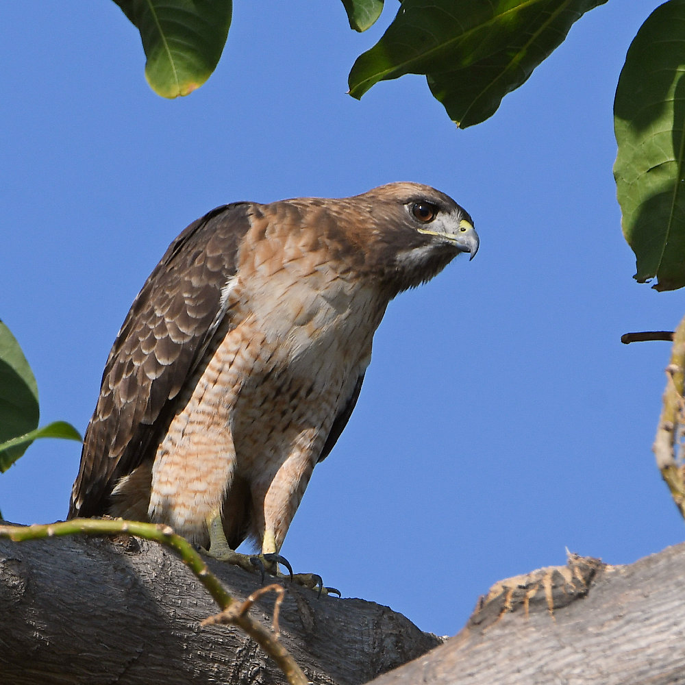 Hawk.jpg