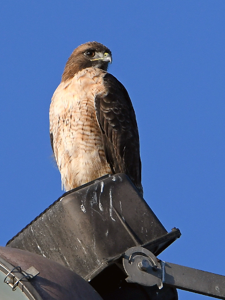 Hawk.jpg
