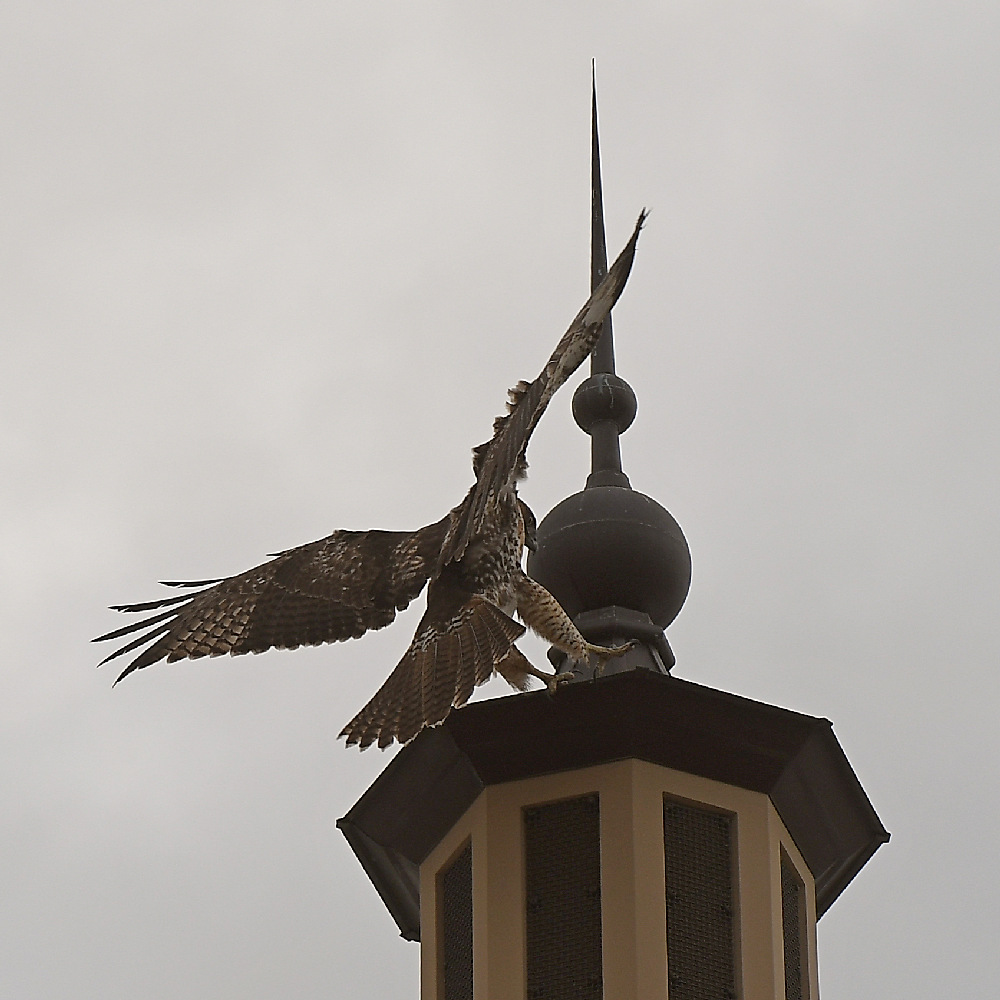 Hawk.jpg