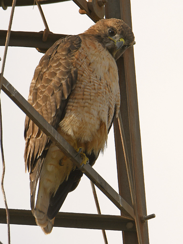 Hawk.jpg