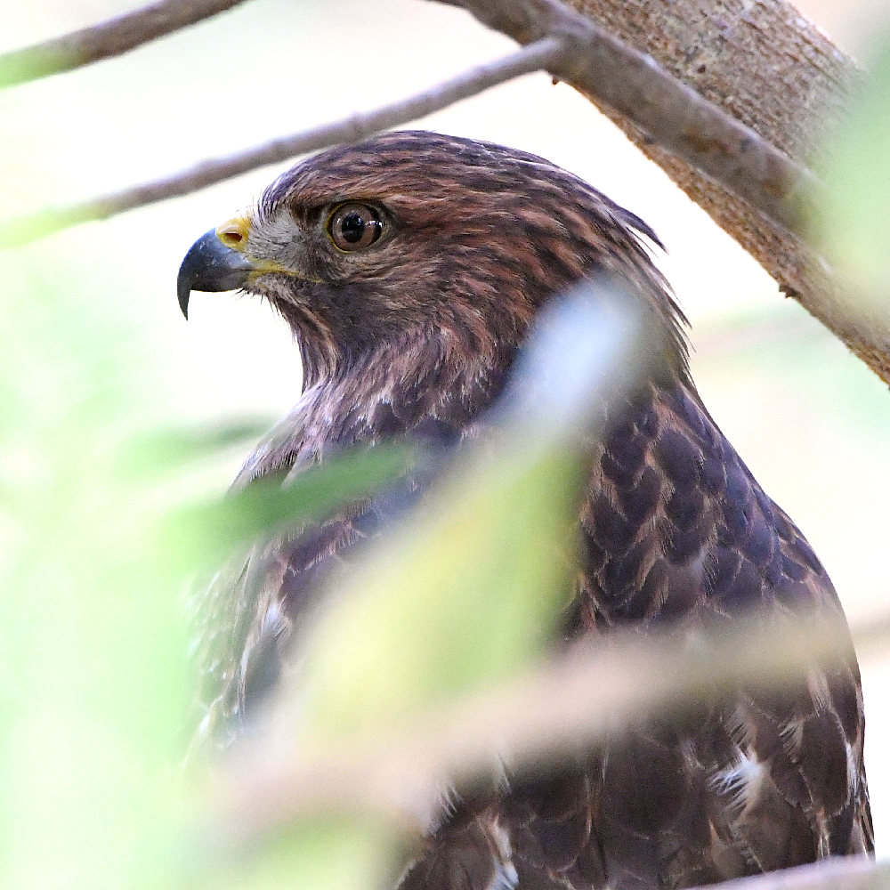 Hawk.jpg