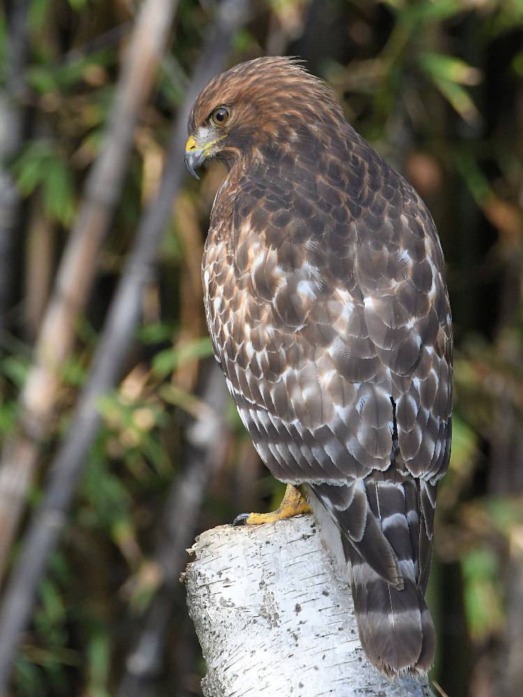 Hawk.jpg
