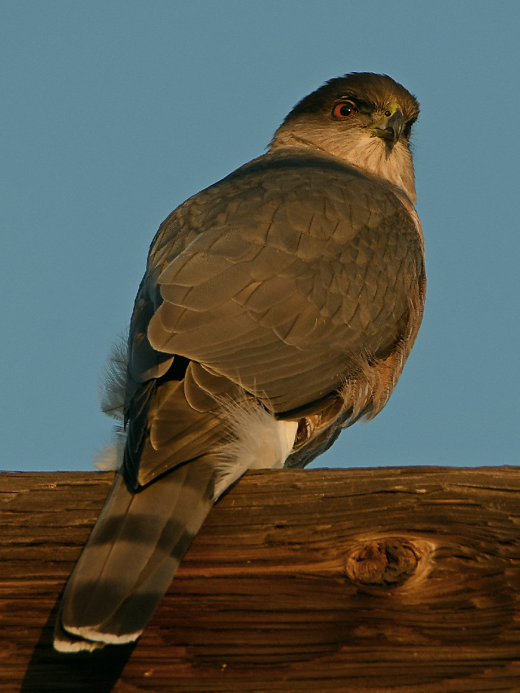 Hawk.jpg