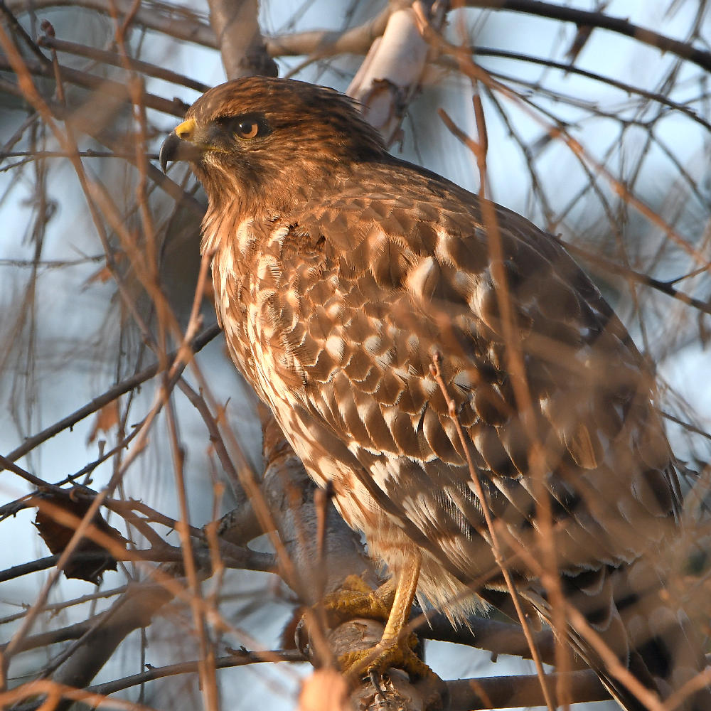 Hawk.jpg