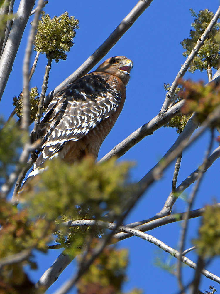 Hawk.jpg