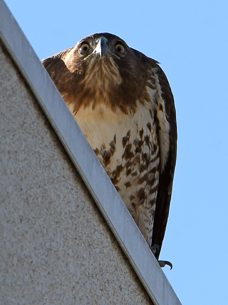 Hawk.jpg