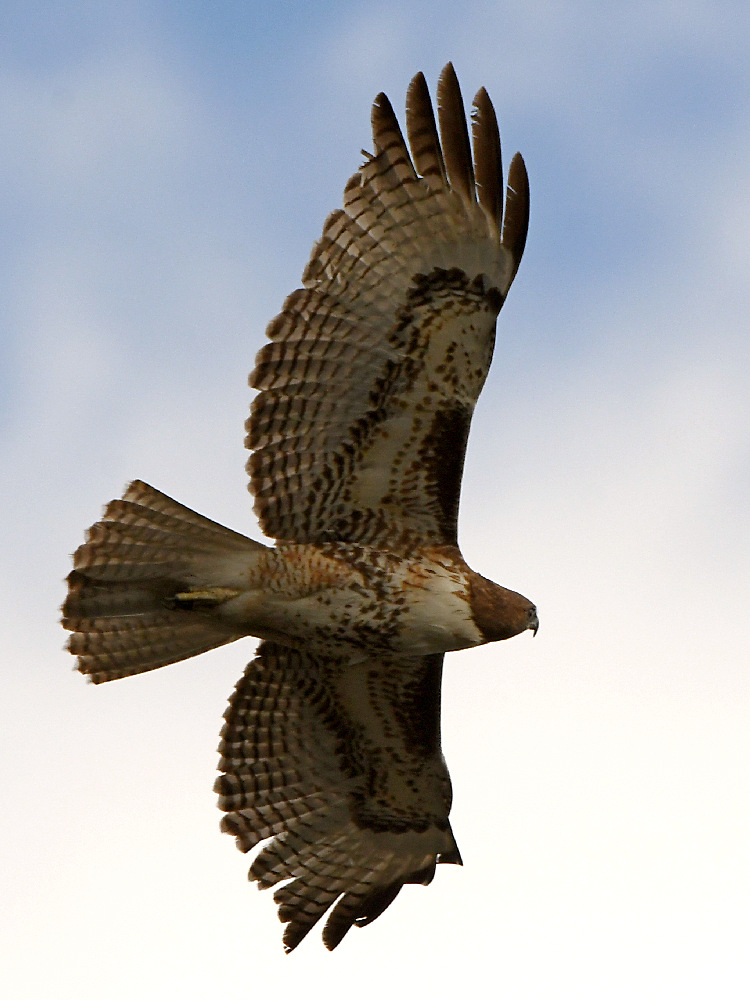Hawk.jpg