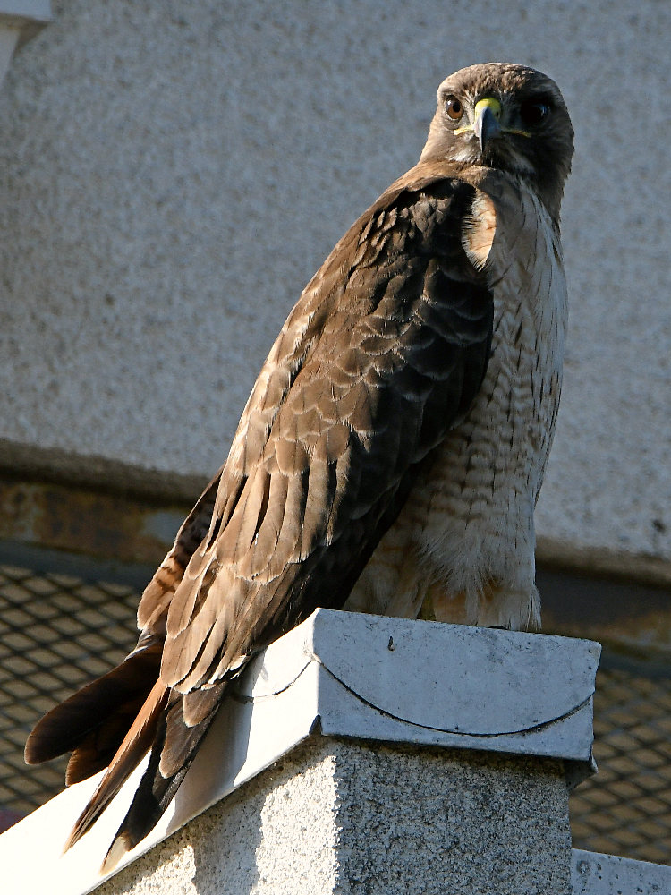 Hawk.jpg