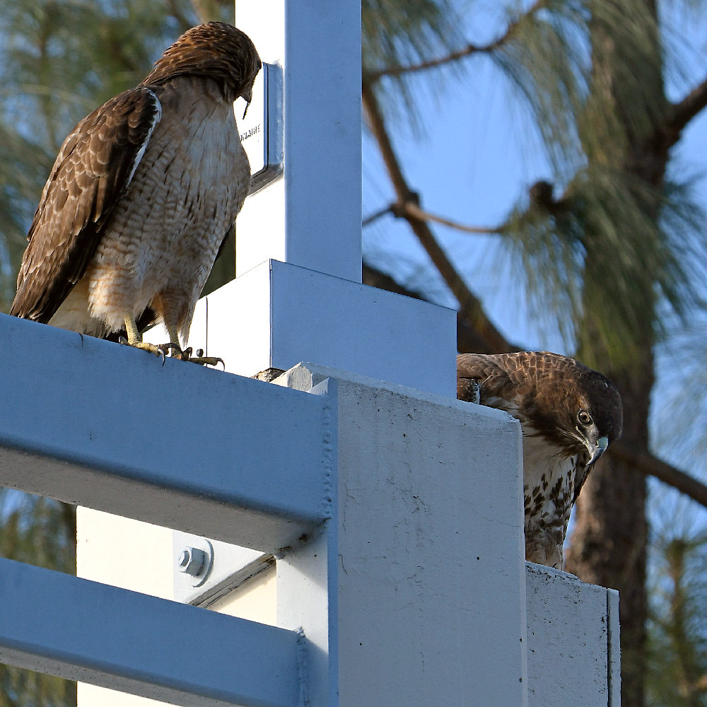 Hawk.jpg