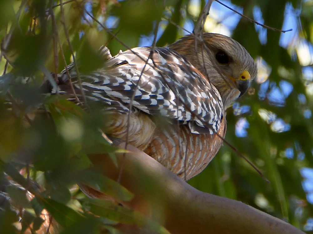 Hawk.jpg