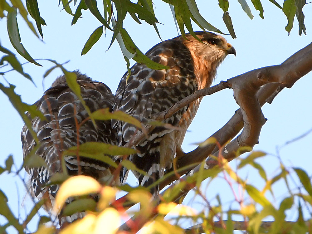 Hawk.jpg