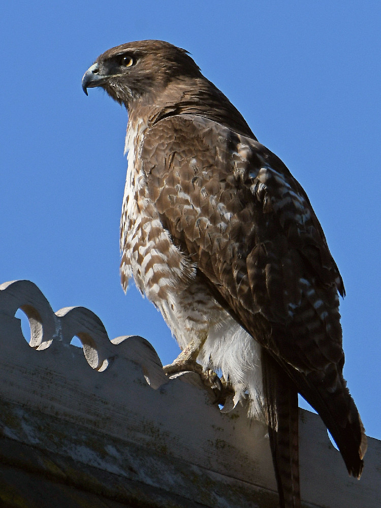 Hawk.jpg