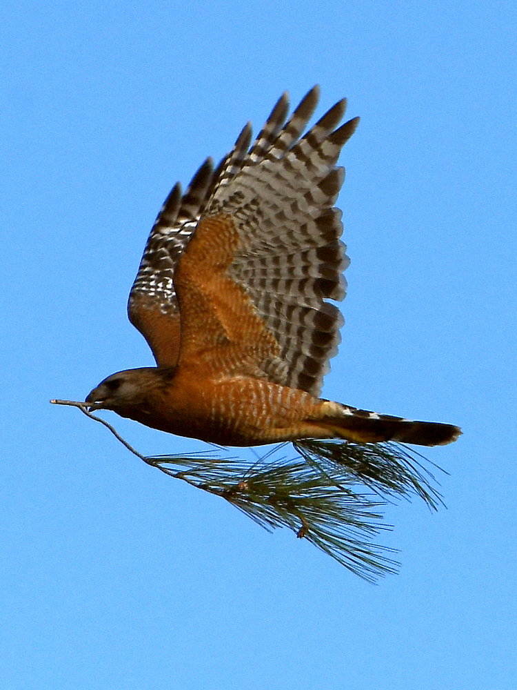 Hawk.jpg
