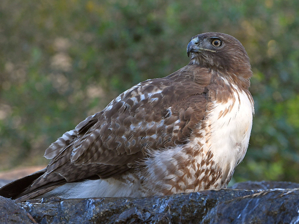 Hawk.jpg