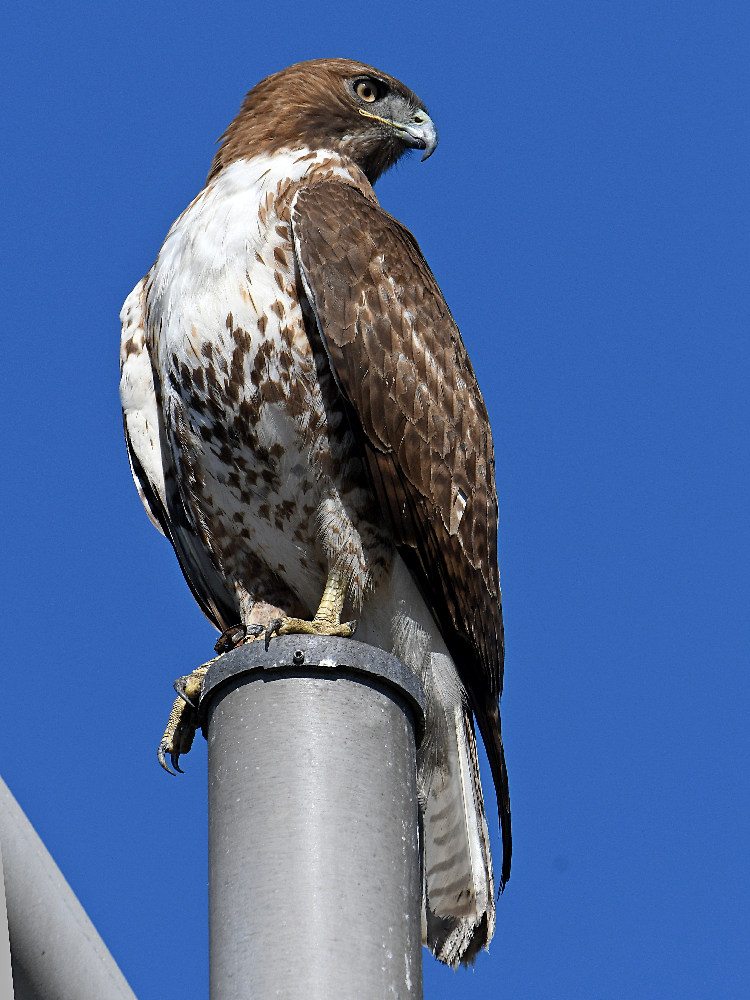 Hawk.jpg