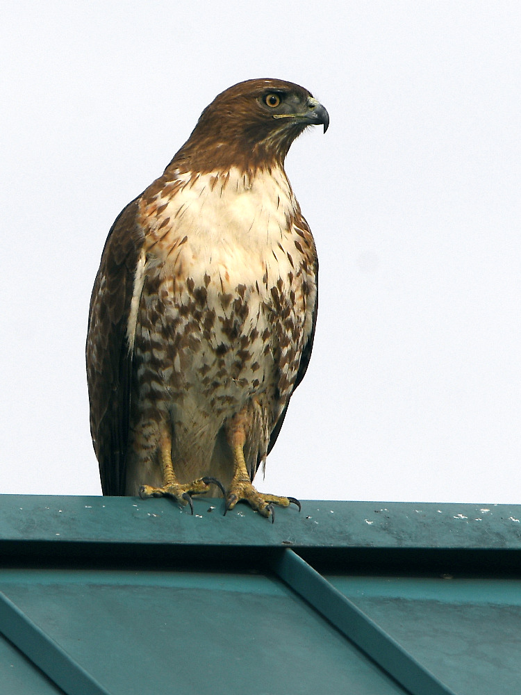 Hawk.jpg